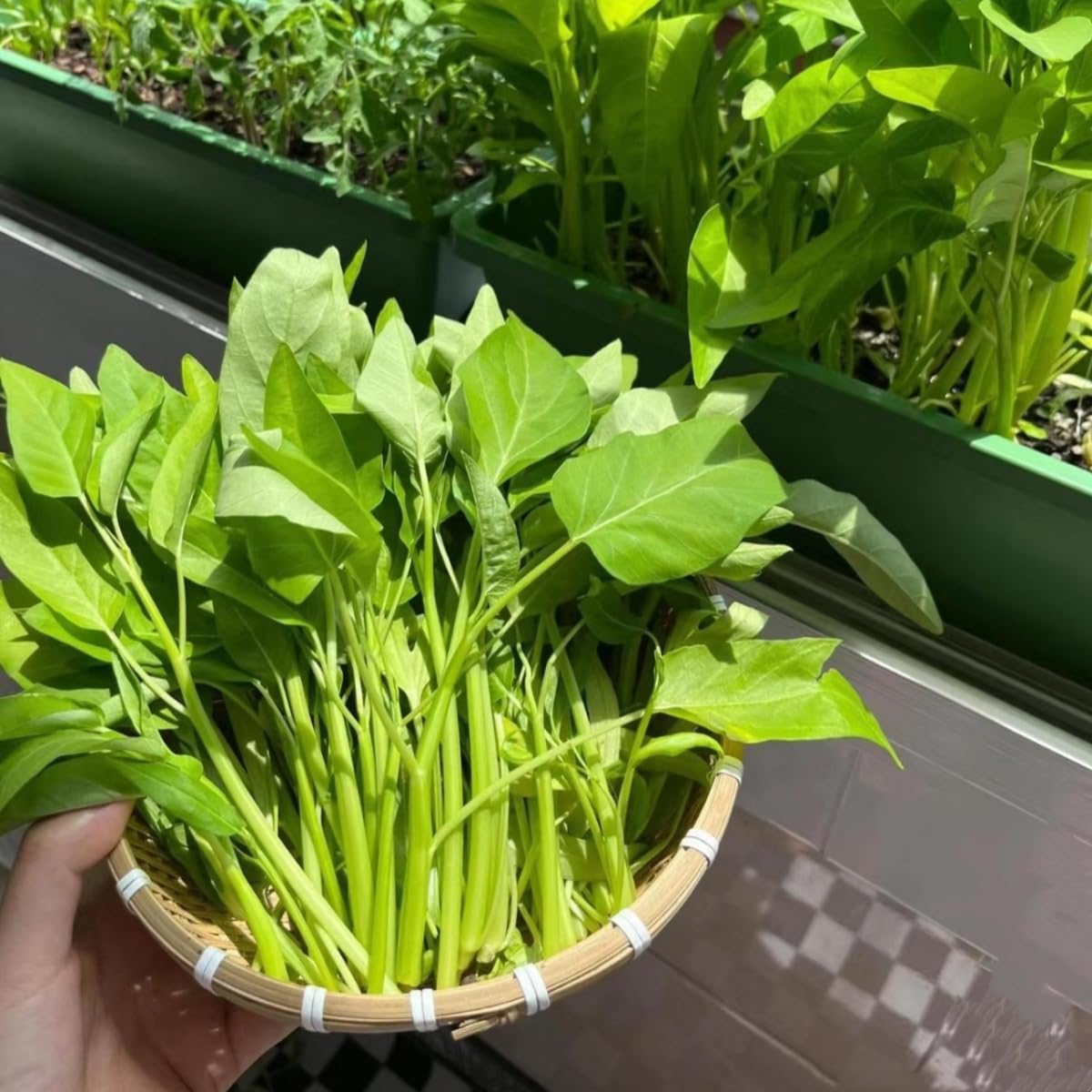 Ong Choy water spinach garden seeds fast growing leafy variety