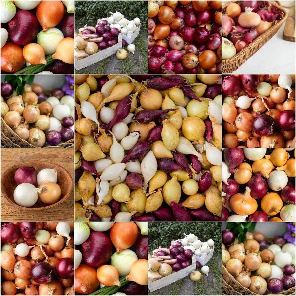 Midday Onion Mix Seeds – Heirloom, Non-GMO, High Germination Organic Garden Seeds