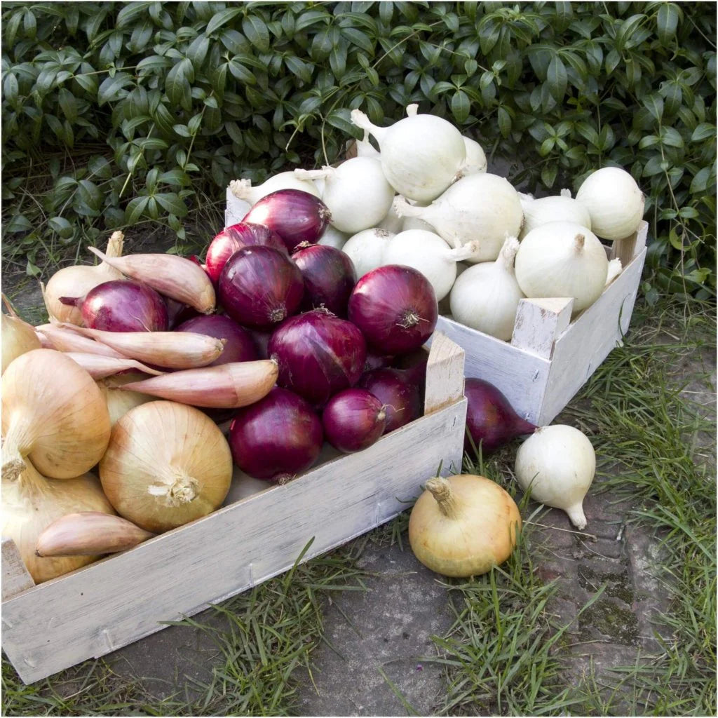 Midday Onion Mix Seeds – Heirloom, Non-GMO, High Germination Organic Garden Seeds