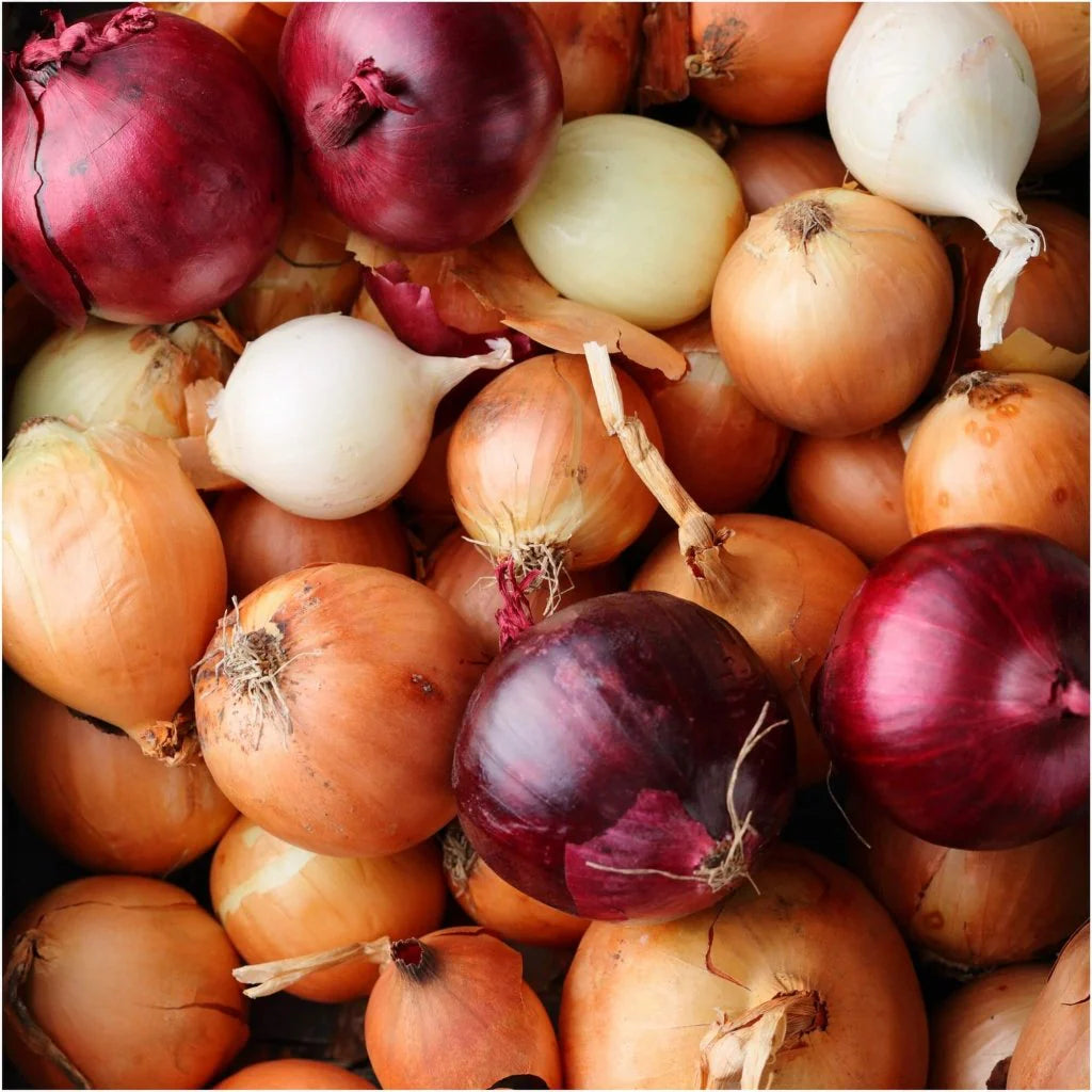 Long Day Northern Onion Seeds Mix Heirloom Non-GMO High Germination Organic Garden Seeds
