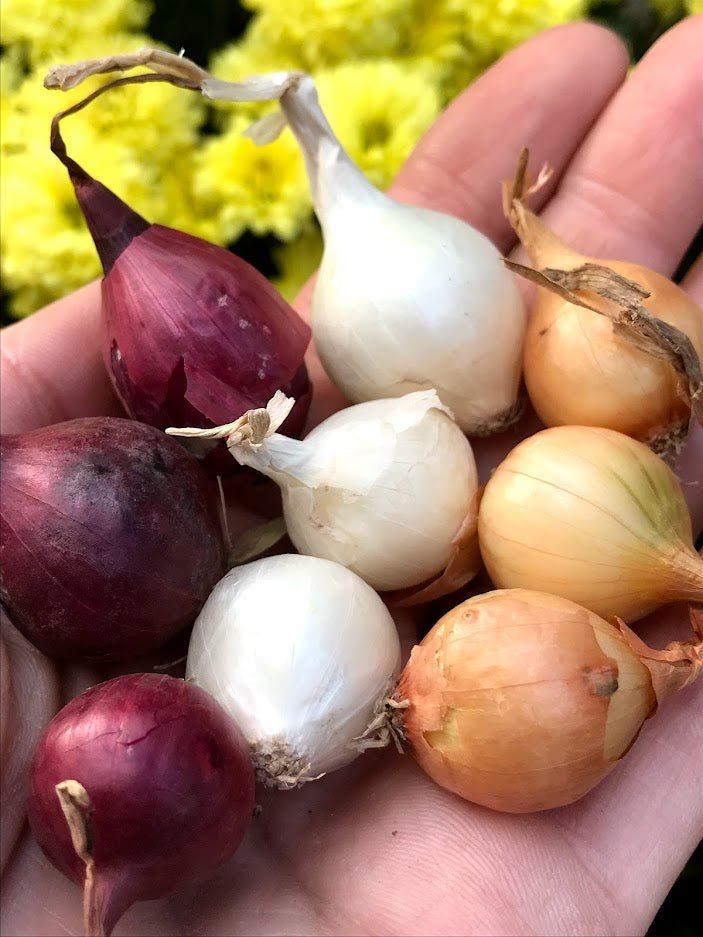 Midday Onion Sets Mix