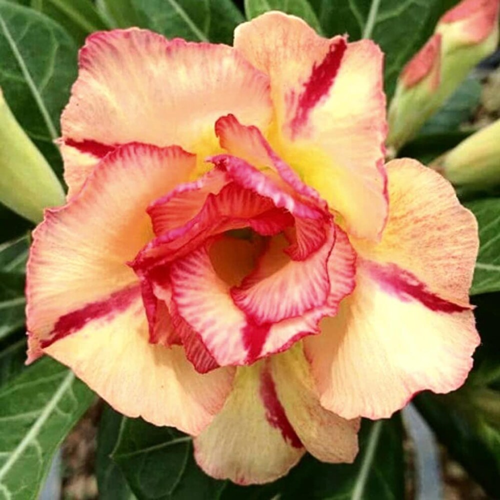 Desert Rose Adenium Obesum Orange Pink Flower Seeds for Planting
