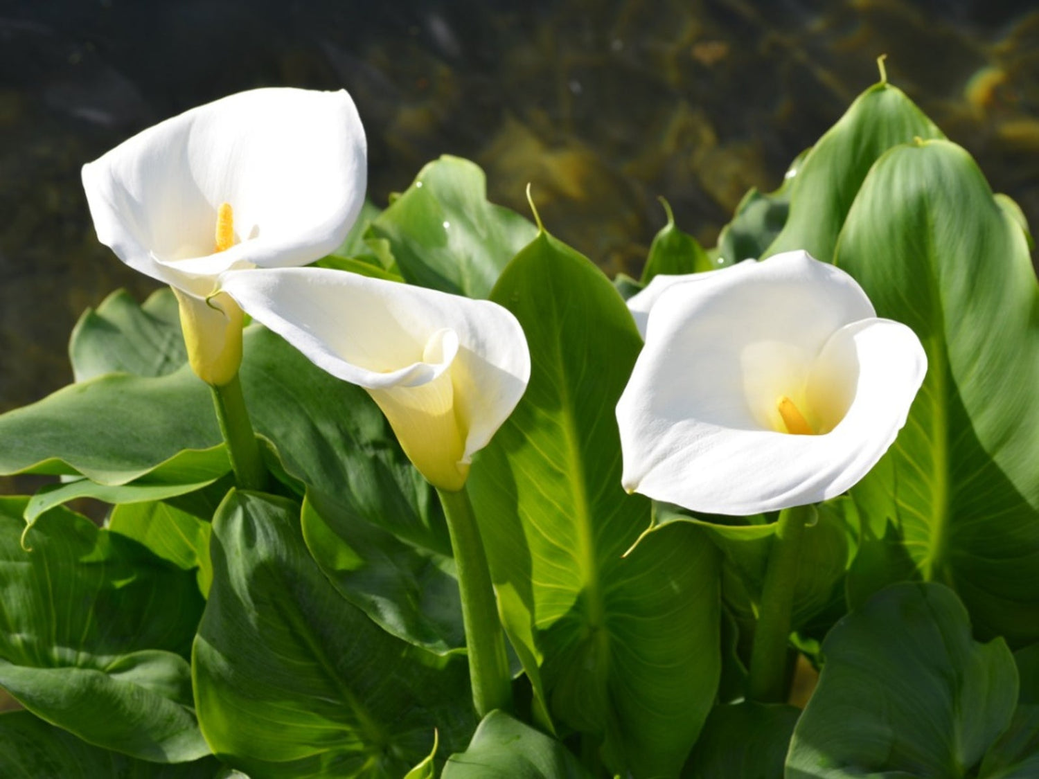 Calla Lily Flowering Seeds For Planting and Gardening
