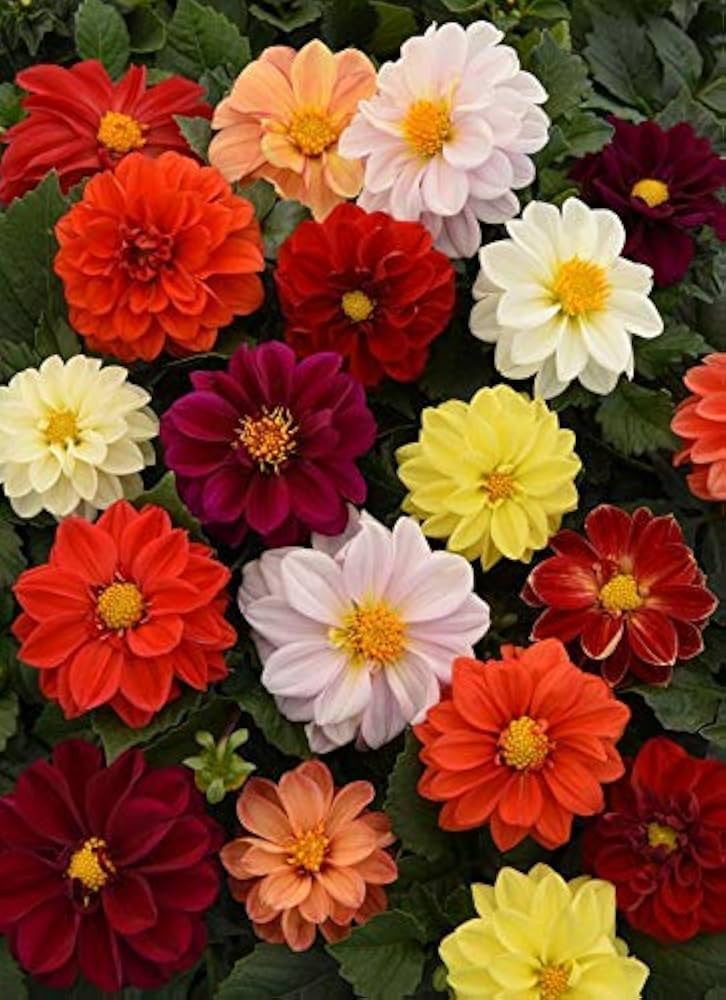 Opera Mix pygmy flower seeds – compact blend of vibrant blooms - Dharaseeds