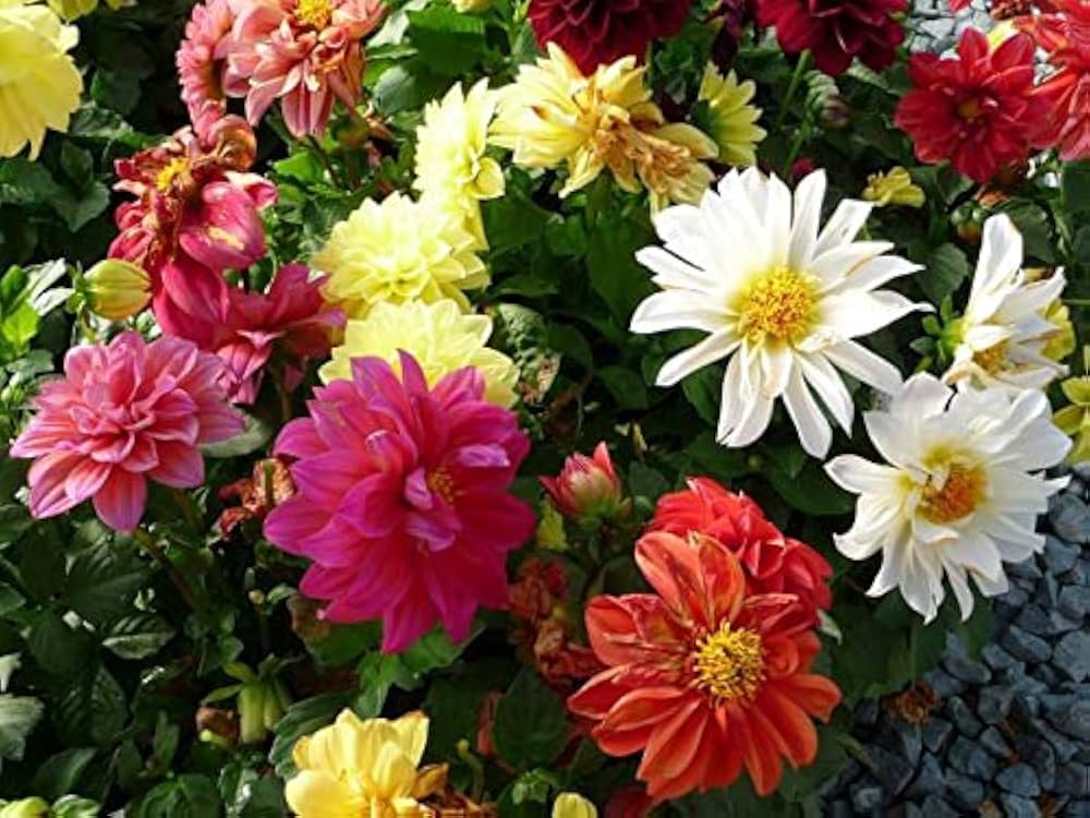 Opera Mix pygmy flower seeds – compact blend of vibrant blooms - Dharaseeds