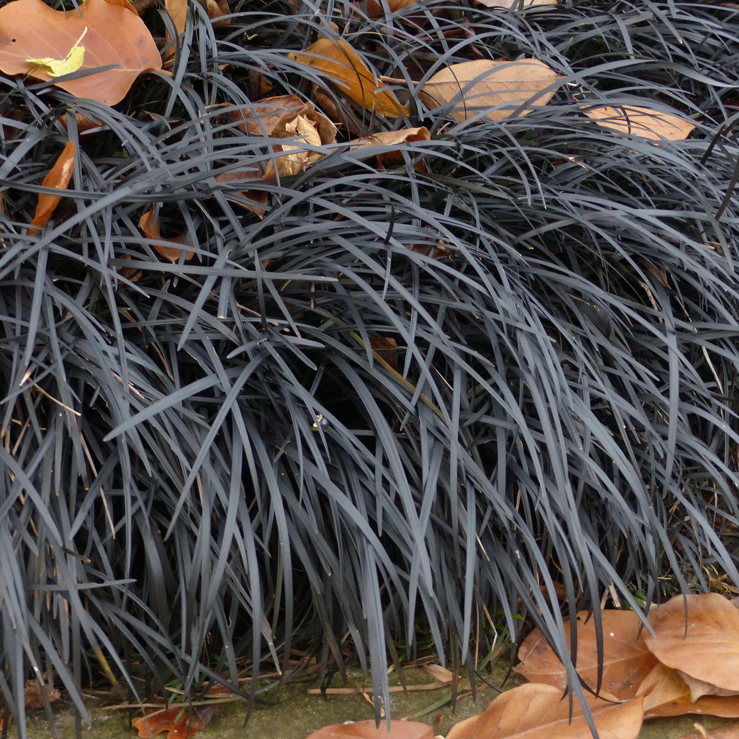 Ophiopogon japonicus mondo grass seeds for ground cover planting