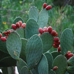 Drought-tolerant Opuntia cactus seeds