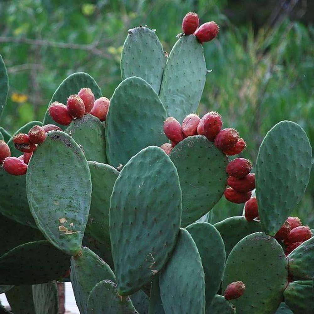 Drought-tolerant Opuntia cactus seeds