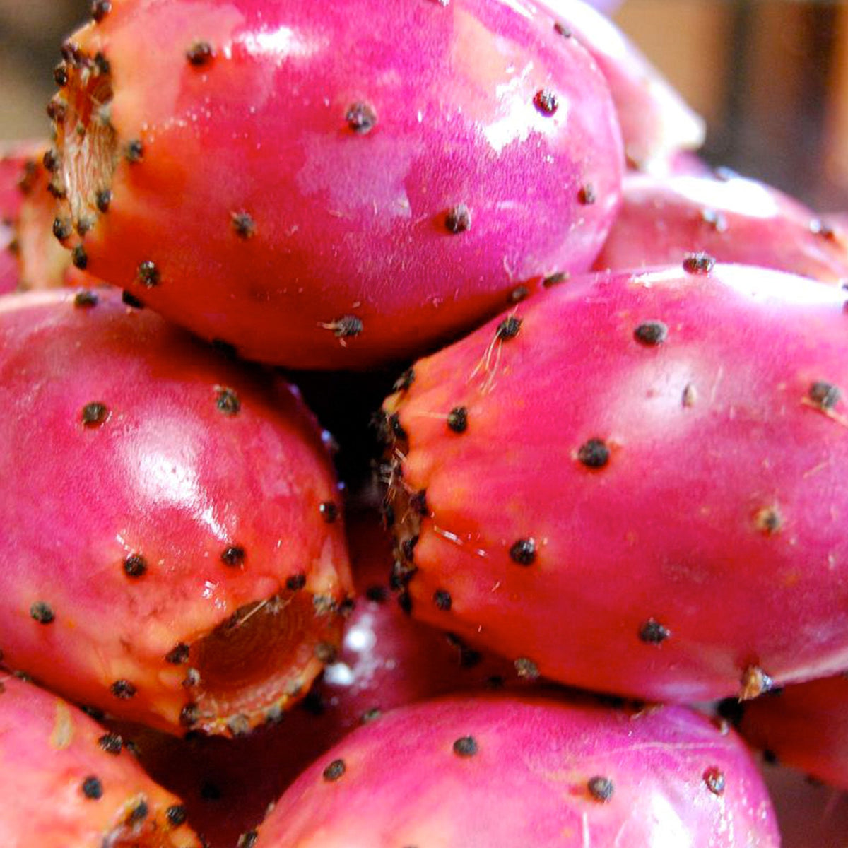 Opuntia ficus-indica cactus seedlings germinating in sandy soil