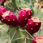 Opuntia ficus-indica cactus seeds for drought-tolerant gardening