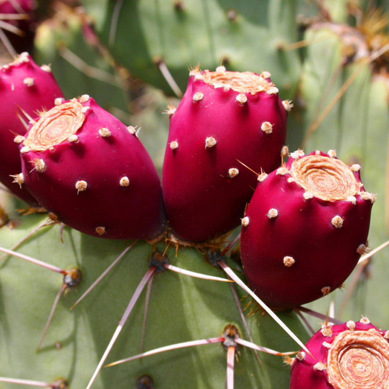 Opuntia ficus-indica cactus seeds for drought-tolerant gardening