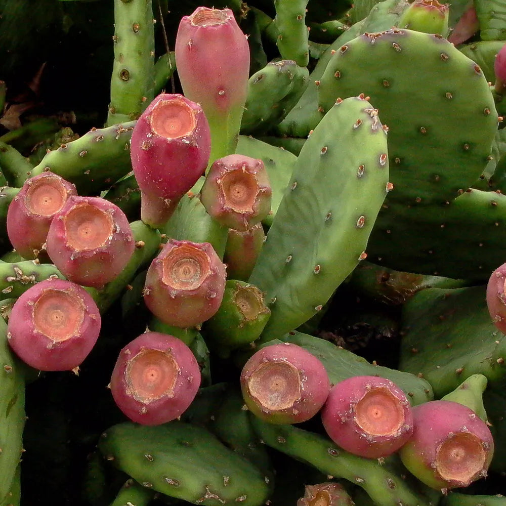 Opuntia prickly pear cactus seeds for home garden