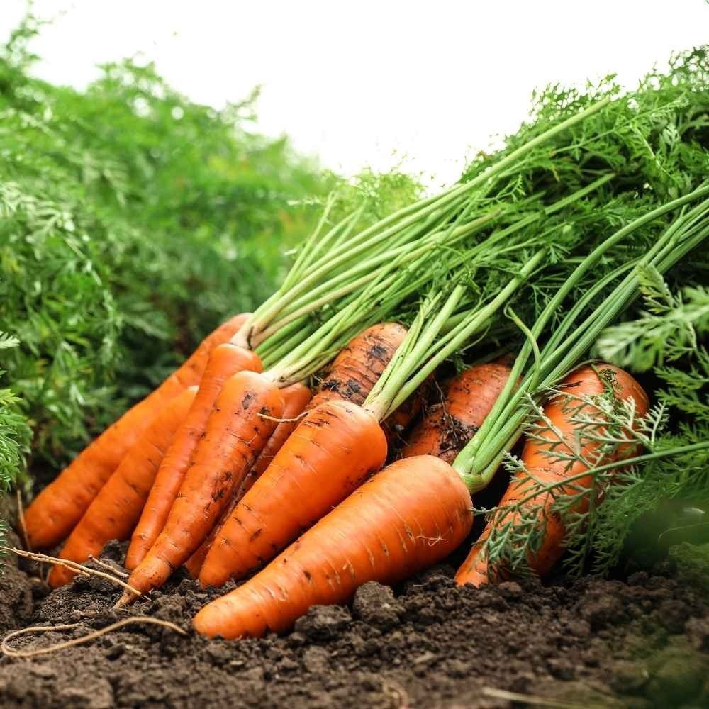 Carrot Daucus Carota and Radish Raphanus Sativus Orange Mix Vegetable Seeds for Planting – Pink Weight Loss Garden Blend