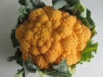 Orange Cauliflower Vegetable Seeds for Planting - 100 Pcs pcs - Dharaseeds