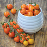 Orange Cherry Tomato Seeds – Sweet Bite - Sized Tomatoes for Snacking & Salads - Dharaseeds