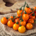 Orange Cherry Tomato Seeds – Sweet Bite - Sized Tomatoes for Snacking & Salads - Dharaseeds