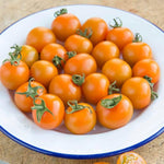 Orange Cherry Tomato Seeds – Sweet Bite - Sized Tomatoes for Snacking & Salads - Dharaseeds