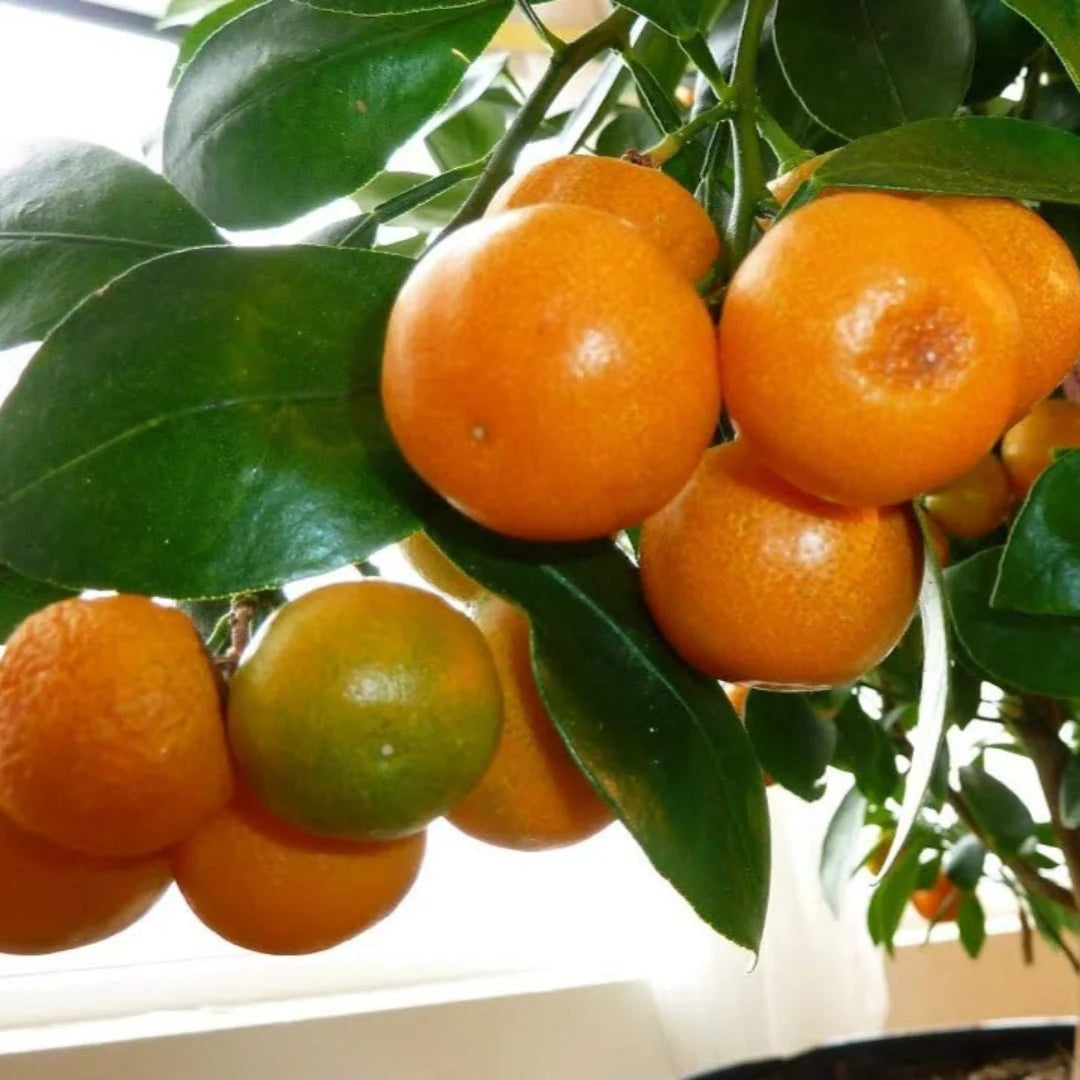 Orange Citrus Sinensis China climbing seeds for planting