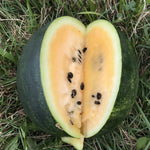 Orange Crisp hybrid watermelon seeds non GMO high germination