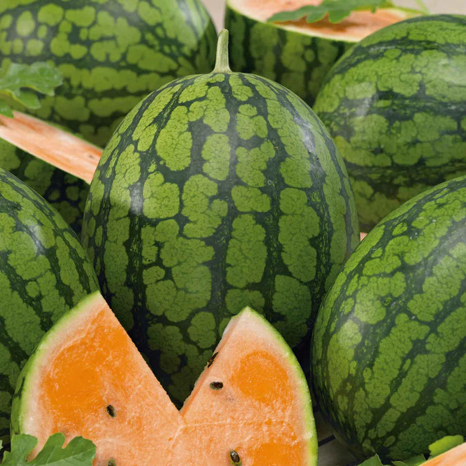 Orange flesh watermelon seeds non GMO for sweet summer harvest