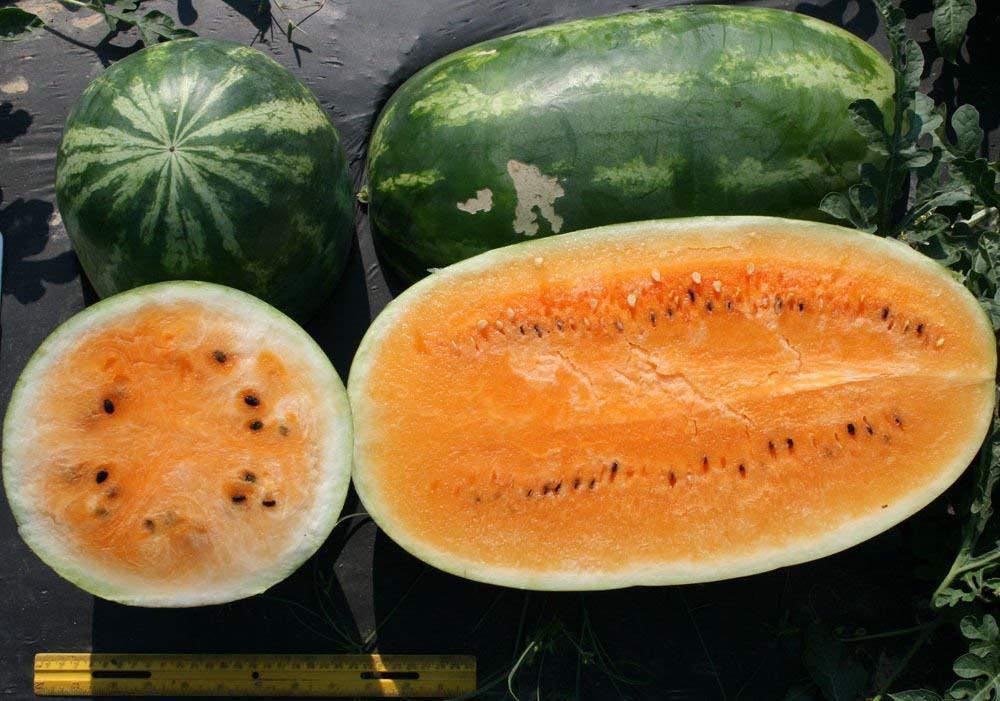 Orange flesh watermelon seeds hybrid garden variety