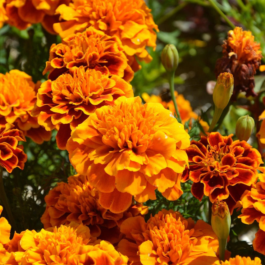 Carnation (Carnation scientific name) for planting in garden