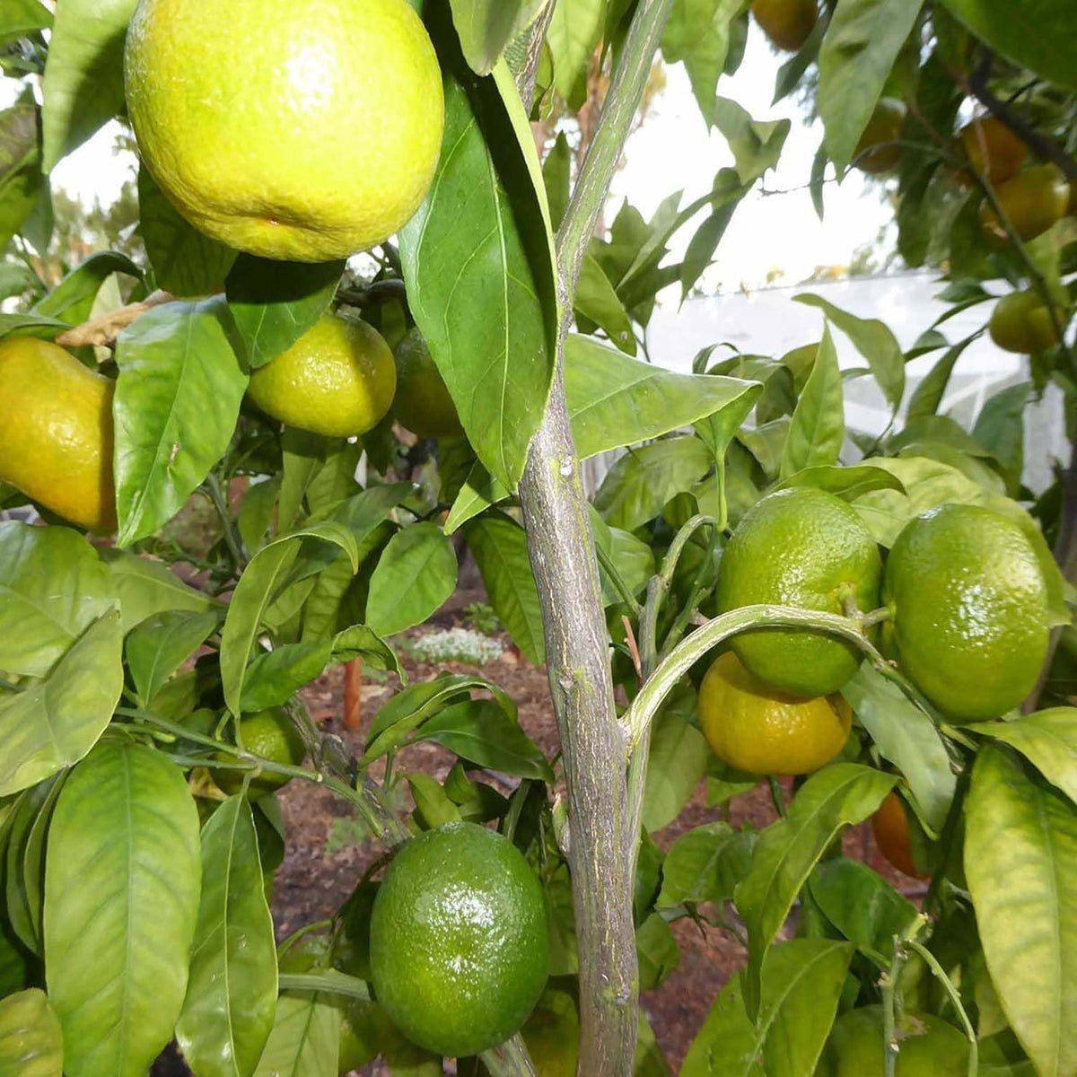 Mixed orange fruit seed variety pack for outdoor planting