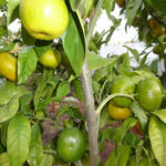 Mixed orange fruit seed variety pack for outdoor planting