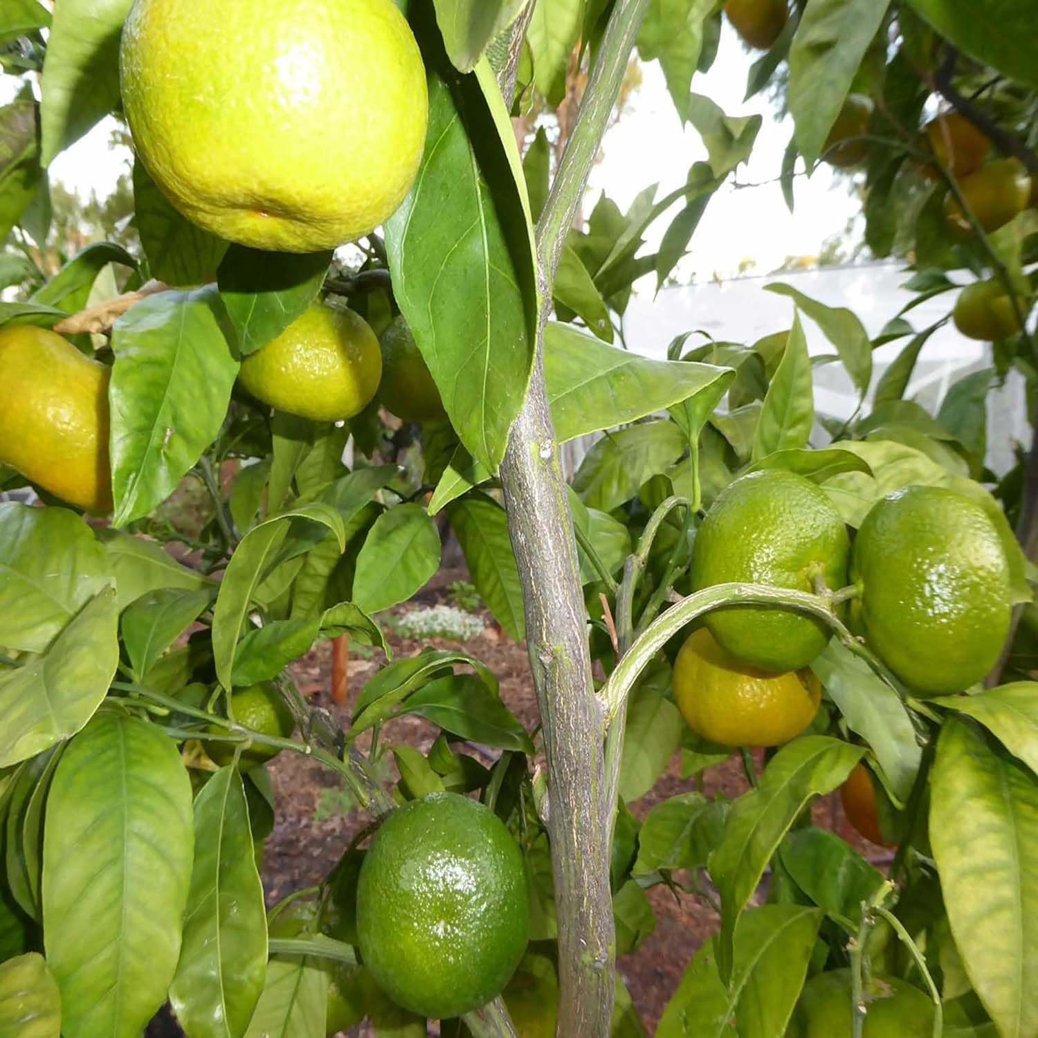 Mixed orange fruit seed variety pack for outdoor planting