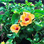 Orange Hibiscus Bonsai Garden Plant for Vibrant Blooms