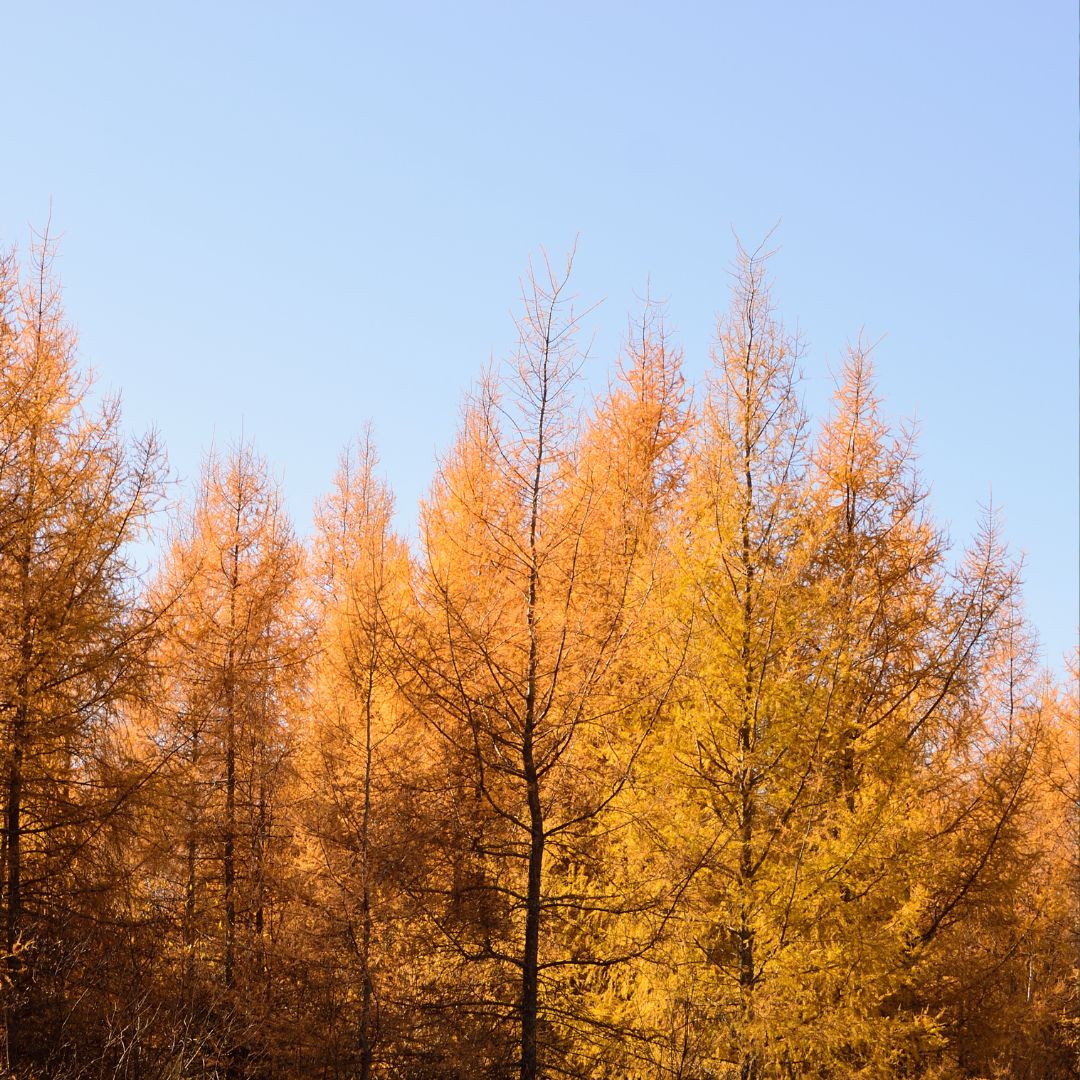 Orange Larch seeds for planting deciduous conifer