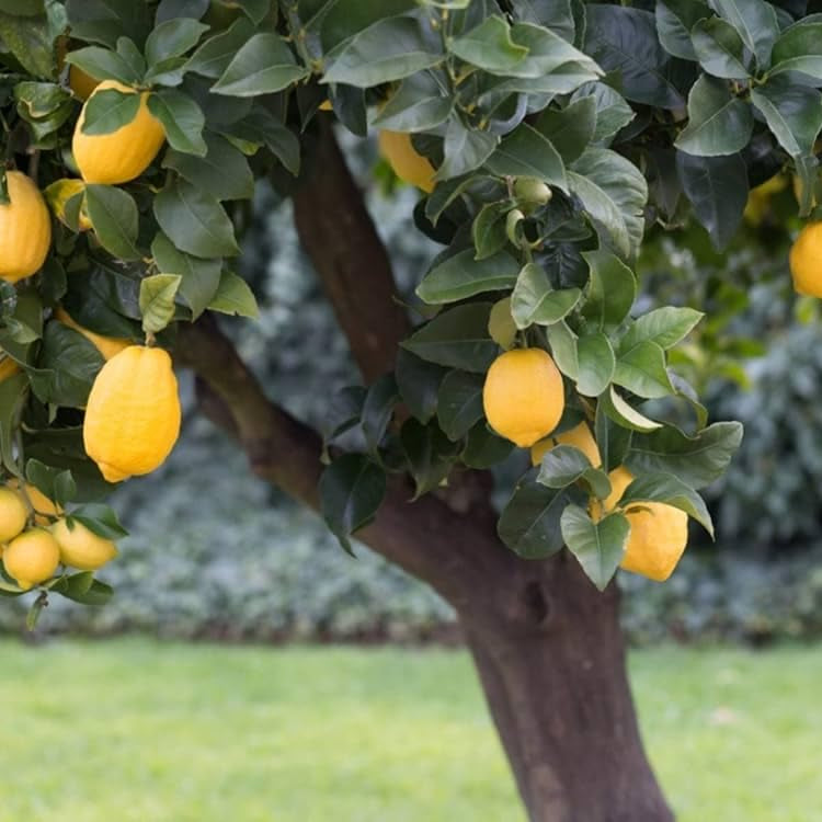 Orange Lemon Tree seedlings for backyard and container gardening