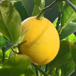 Orange Lemon Tree seeds for planting in home gardens
