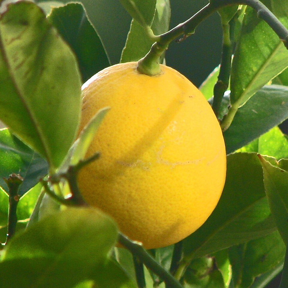 Orange Lemon Tree seeds for planting in home gardens