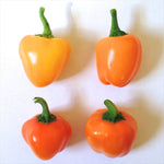 Orange paprika pepper Capsicum annuum heirloom vegetable seeds for planting in garden beds or patio pots - Dharaseeds
