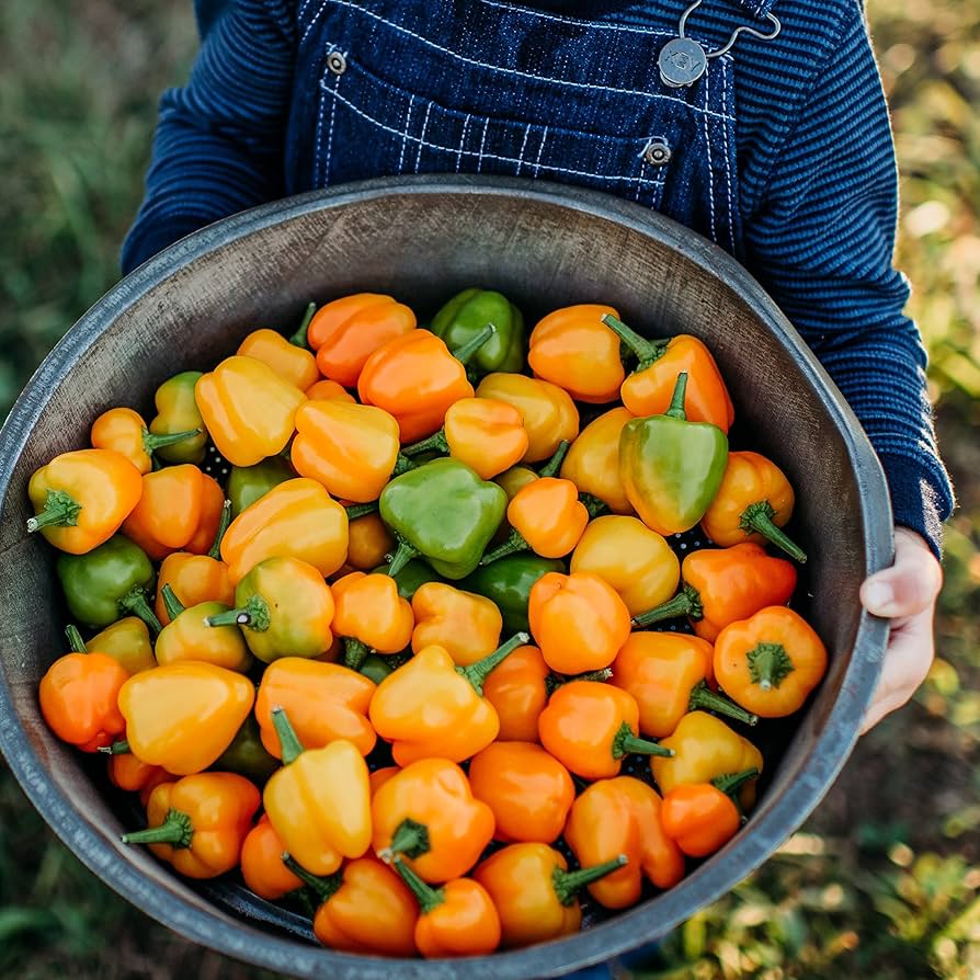 Orange paprika pepper Capsicum annuum heirloom vegetable seeds for planting in garden beds or patio pots - Dharaseeds