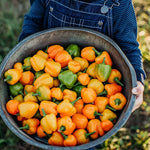 Orange paprika pepper Capsicum annuum heirloom vegetable seeds for planting in garden beds or patio pots - Dharaseeds