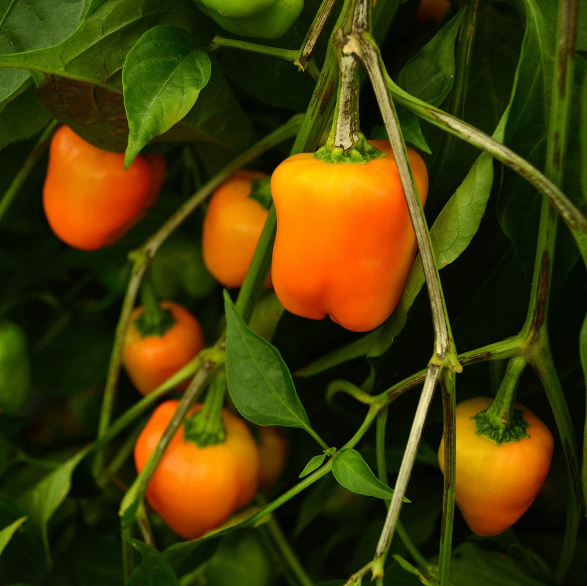 Orange paprika pepper Capsicum annuum heirloom vegetable seeds for planting in garden beds or patio pots - Dharaseeds