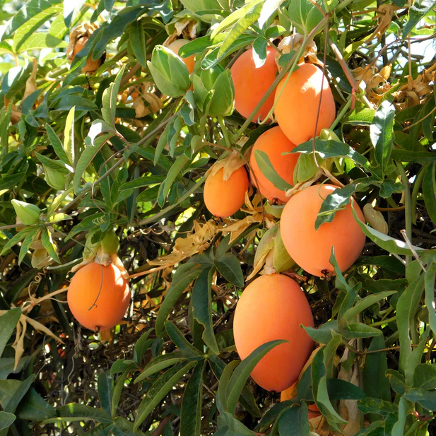 Orange Passiflora seeds planting and germination guide