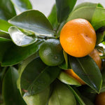 Orange Citrus Sinensis seedlings emerging from seeds
