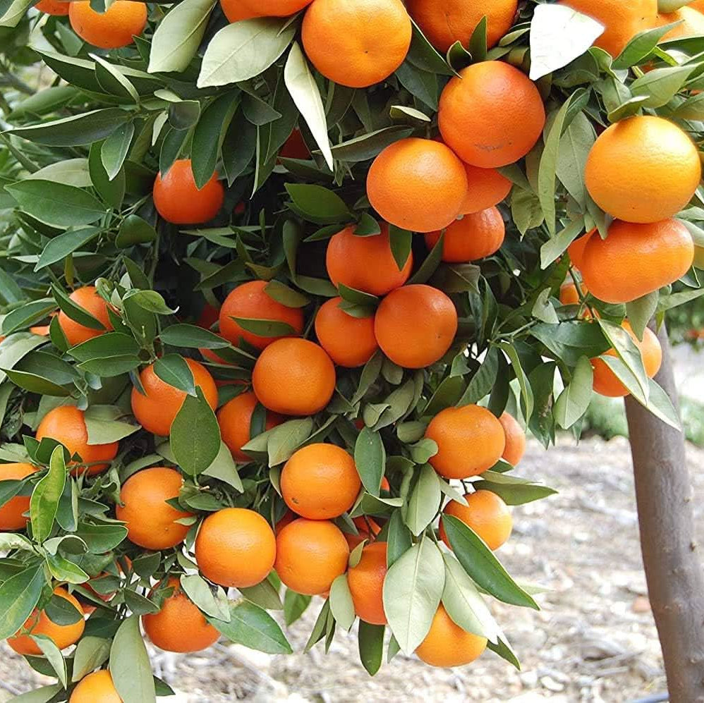 premium orange seeds for planting dark orange variety for home garden