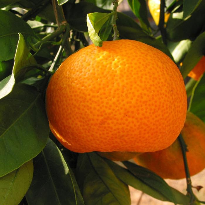 orange seeds for home gardening and easy planting