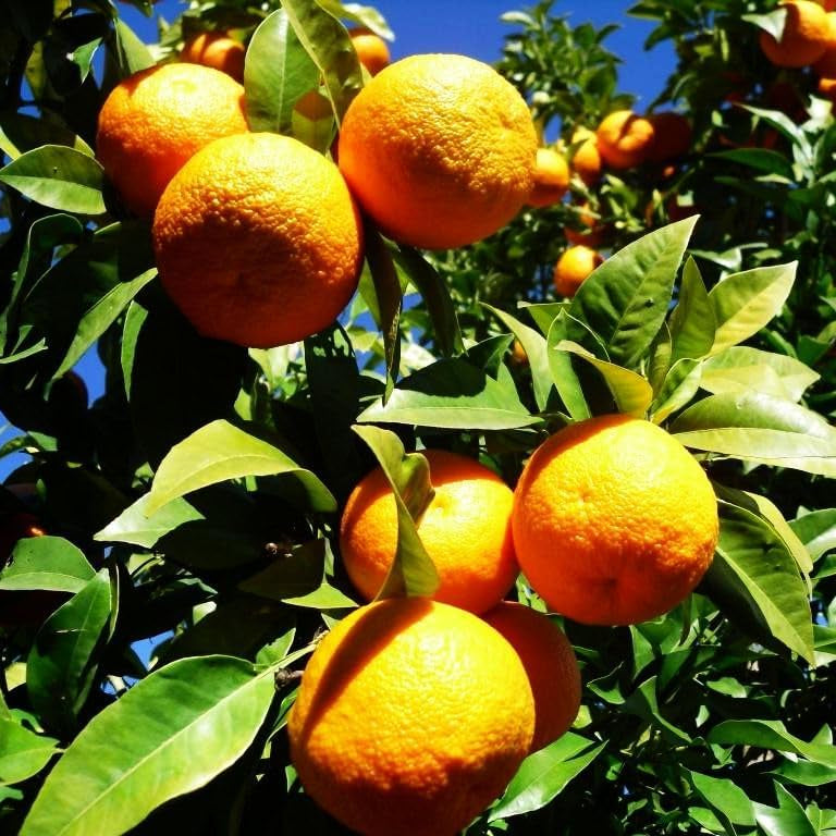 Orange seeds with high germination rate for home growers