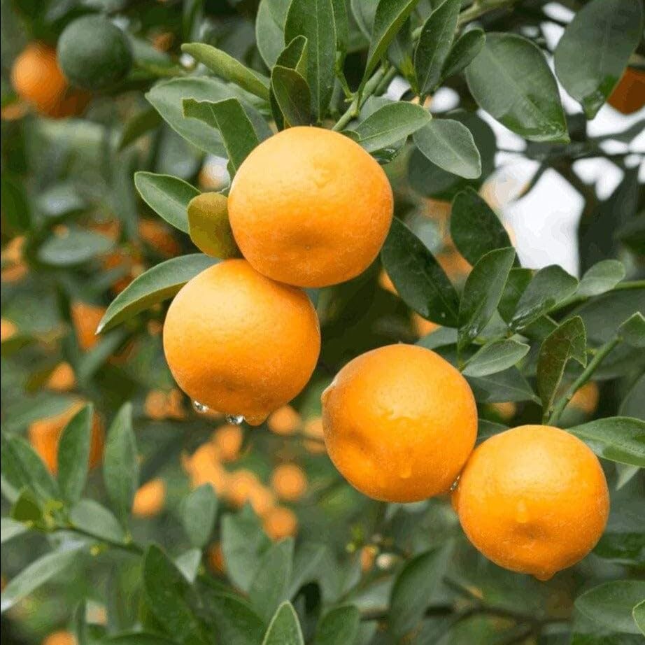 non gmo orange seeds for planting in home garden