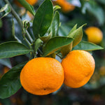 Orange Tree Citrus sinensis bonsai seeds for indoor planting