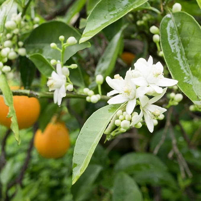 Orange tree seeds for planting indoor growing and containers