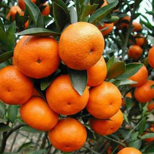 orange tree seeds for planting in containers or garden