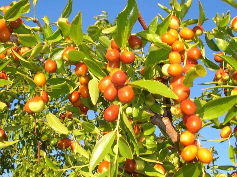 Orange Ziziphus Spinosa fruit seeds