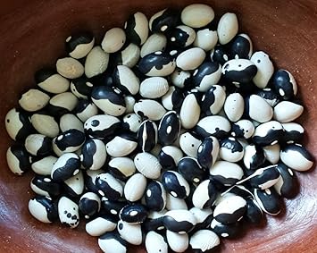 Orca Bean Plant Seeds for Planting - 100 Pcs pcs - Dharaseeds
