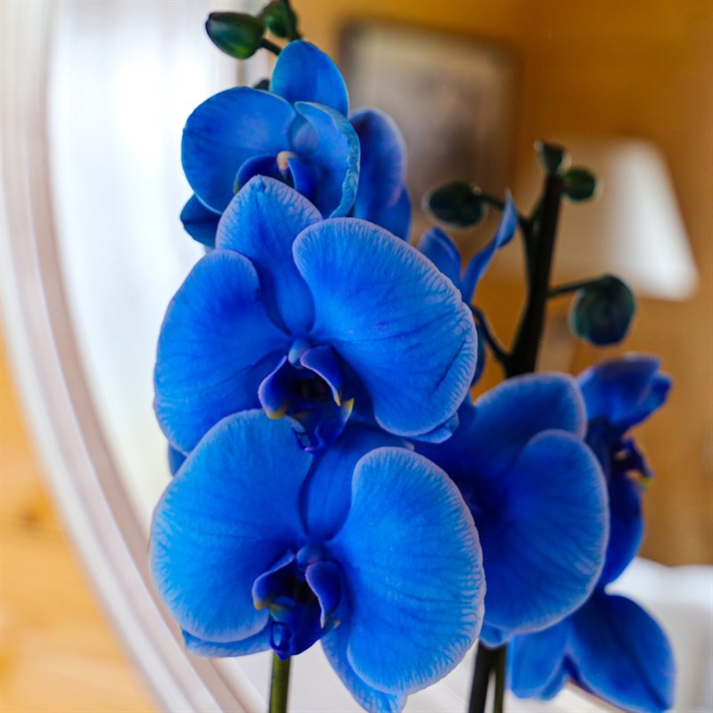 Rare Butterfly Blue Orchid Indoor Flowering Seeds For Planting